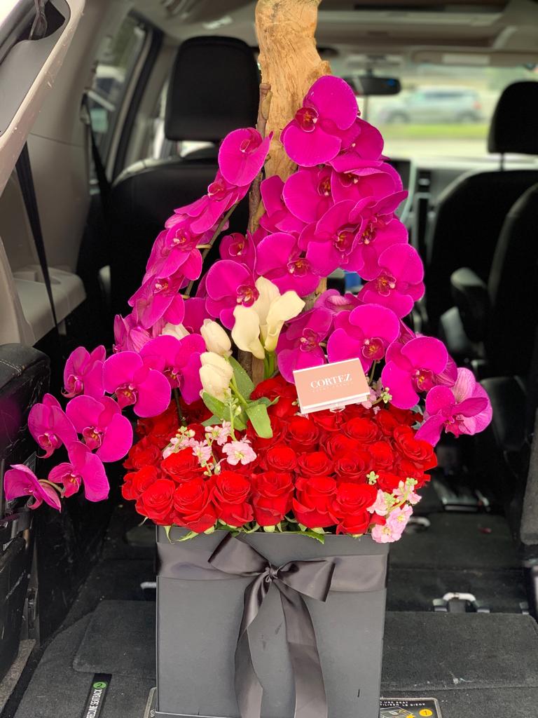 Phalaenopsis Box